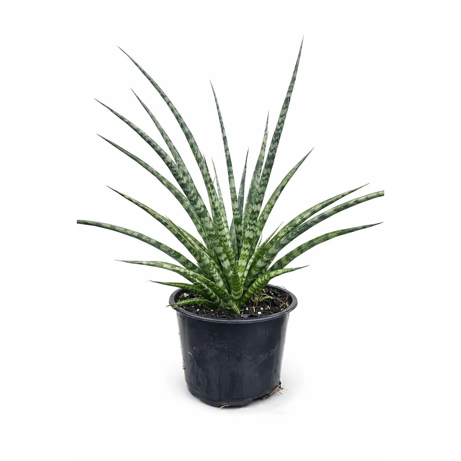 Sansevieria Fernwood, Live Snake Plant, Easy Care, Tropical Houseplant