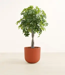 Schefflera Tree