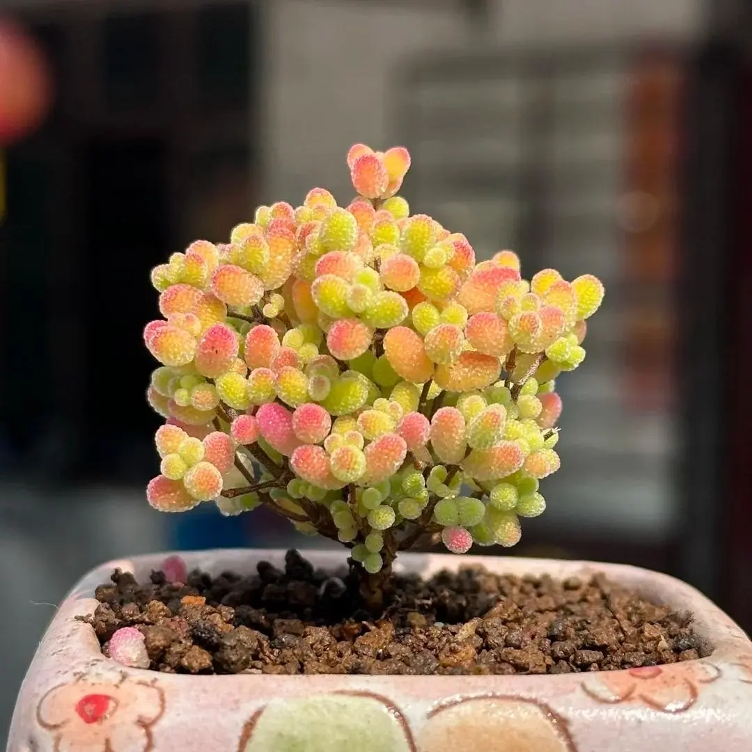 Drosanthemum Rare Succulent Plant Bare Root | Colorful Ice Plant | Live Succulent | Easy Care Indoor & Outdoor Plant | Beginner Friendly Home Garden Decor Gift #Succulent #Drosanthemum #PlantTok #RarePlants #HomeDecor