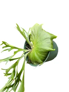 Platycerium Mt. Kitshakood 'Thin Thin' - Indoor/Outdoor Fern