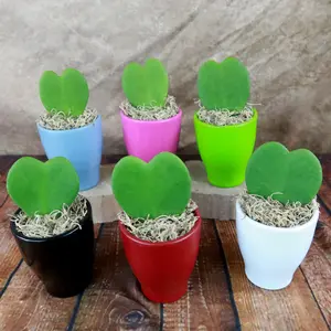 Hoya Heart Gift With Colorful Decorative Ceramic Pot