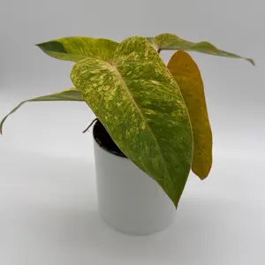 Philodendron Painted Lady P 6”plant - Rare House Plant for Indoor and Outdoor Use Houseplants
