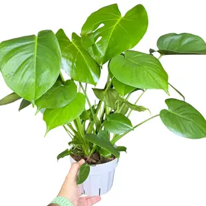 6" XL Monstera Deliciosa, Beginner Friendly Live Houseplant, Indoor Plant