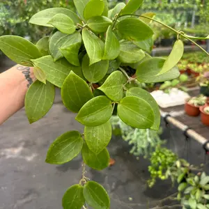 6” Hoya genieve, Hoya wax plant, indoor plant