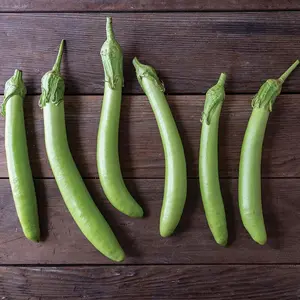 10 Organic Thai green Asian Eggplant - Grown/Harvested in USA !! Unique ! Specialty ! 2024 ! Tasty ! Cooking !