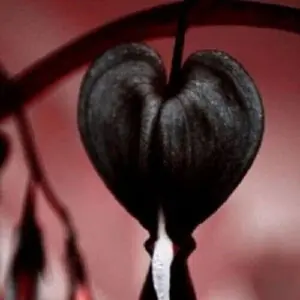 Green River 25 Black Bleeding Heart Seeds – Rare Perennial Flower Seed Pack, Striking Deep Purple-Black Heart-Shaped Blooms for Dramatic Garden Accents