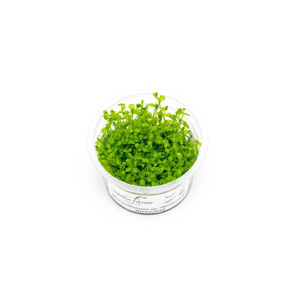 Micranthemum Monte Carlo Aquatic Farmer Tissue Culture
