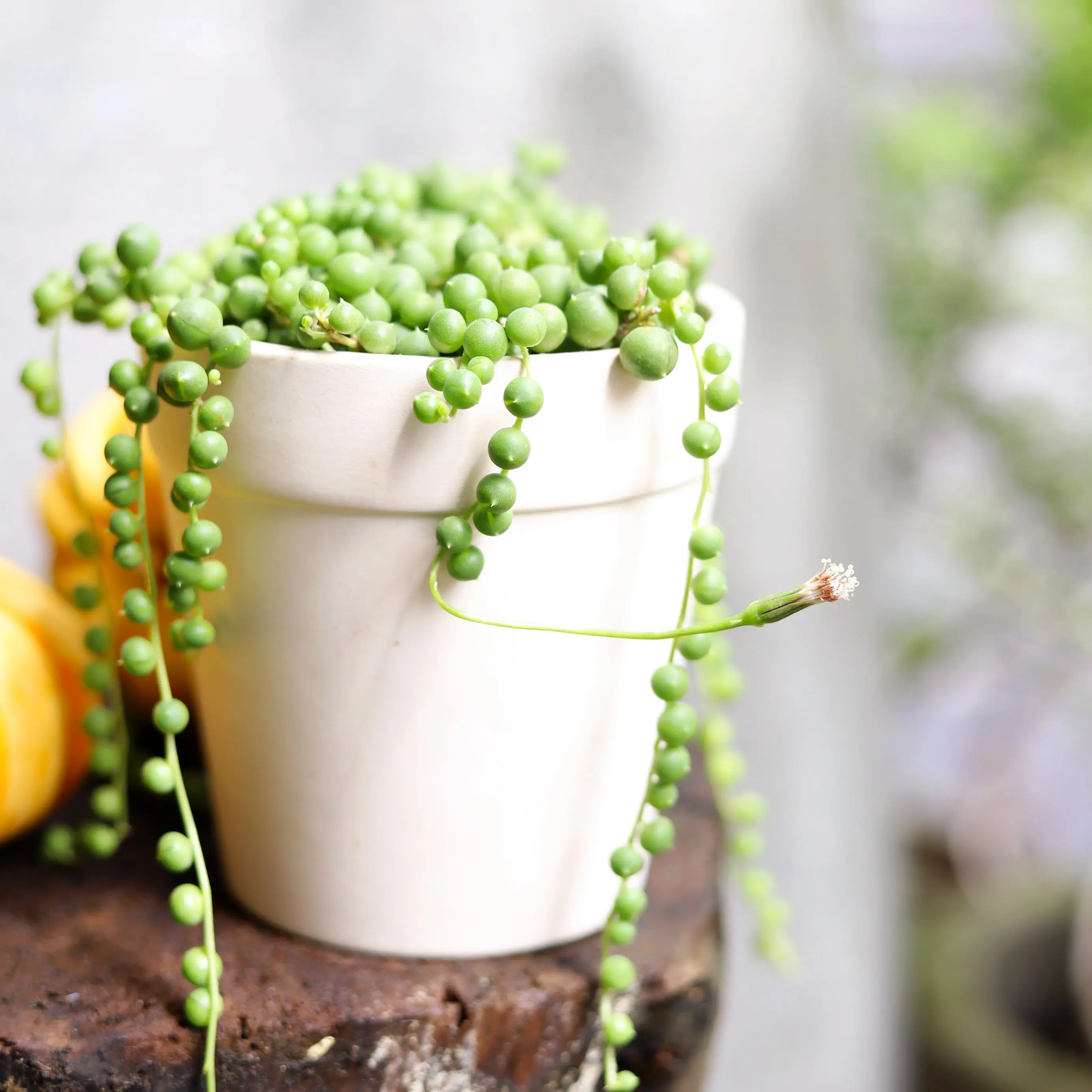 String Of Pearls - Senecio Rowleyanus