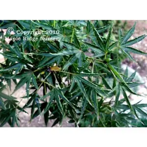 Acer palmatum 'Okushimo' Green Japanese Maple