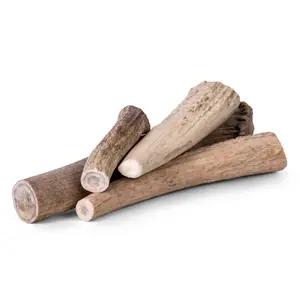 American Elk Antlers