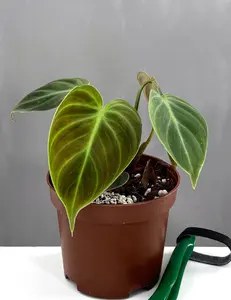 Philodendron El Choco Red