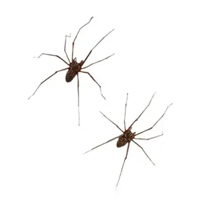 Stylish Punk Spiders Earrings Eye Catching PP Texture Comfortable