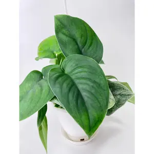 Scindapsus Jade Satin "Green Form"