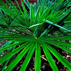 10 WINDMILL FAN PALM Tree Seeds Trachycarpus Fortunei MOST COLD HARDY Palm Plant