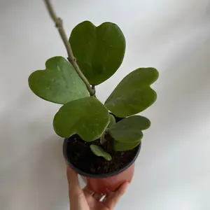 Hoya Kerri green 6" pot bamboo hoop Plant  - Heart shape Hoya pet friendly plant