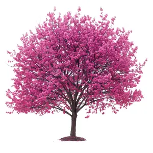 Redbud Tree Seedlings to Plant - Vibrant Pink Flowers Usher in the Season each Spring