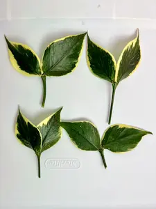 Hoya Polyneura Variegated - Albomarginata UNROOTED FRESH CUTTING