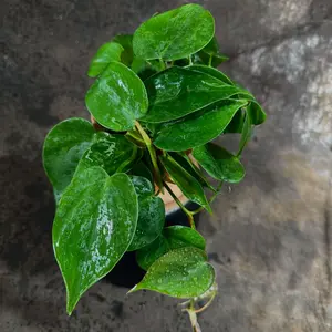 Jade Heart Leaf Philodendron in a 4" Nursery Pot - Philodendron Hederaceum - Vining Houseplant - Low-Light Indoor Plant