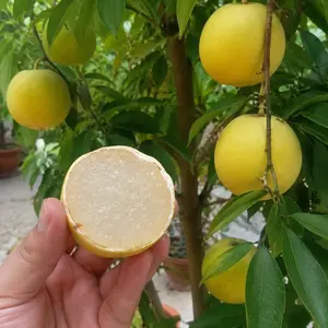 Abiu Fruit Tree Seeds, Sweet Tropical Non-GMO High Yield Seeds for Easy Indoor Outdoor Garden Planting