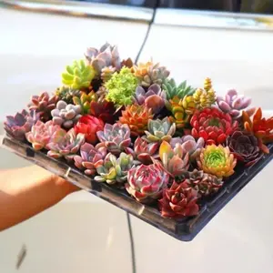 12-piece succulent plant with roots, first choice for succulent enthusiasts, at least 10 different varieties