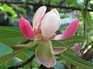 10 Magnolia insignis seeds | Chinese Magnolia  Seeds