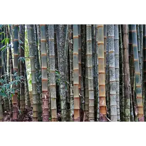 50 Huge Dragon Bamboo Seeds – Premium Seed Pack, Giant, Fast-Growing Clumping Variety for Privacy Hedges, Tropical Landscapes, and Non-Invasive Perennial Gardens