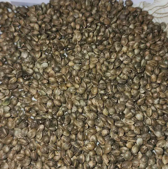 landlace seeds