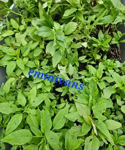Nigerian Green Leaf Seeds , Efo Tete, Shoko , Amaranth , Efo Yanrin ,1oz (28g) Gardening Seedds Non-GMO