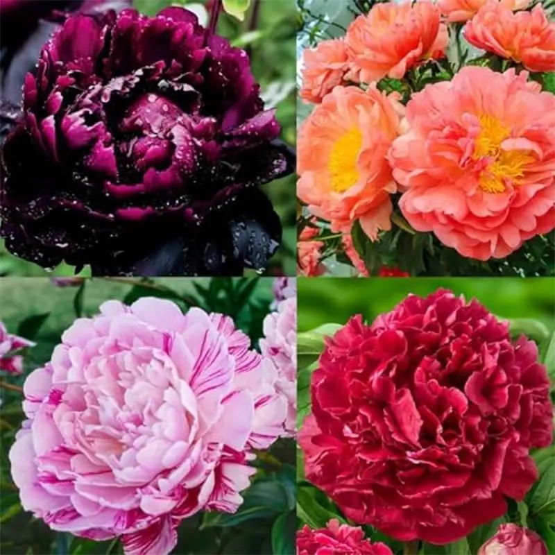 200 Pcs Peony Flower Seeds for Planting Outdoor- Perennial Flowers Seeds-Non-GMO Heirloom Seed Beautiful Flower Seed Garden Home Bonsai