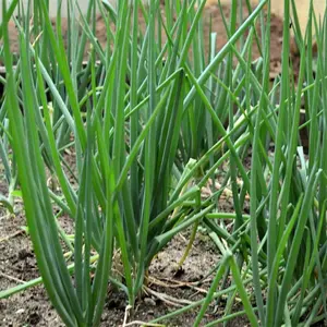 Scallions - Bunching Onion Seeds