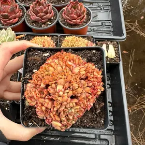 Echeveria 'Aike Soul' Crested (around 3.5'') - Bare Root Succulents - Terra Tales