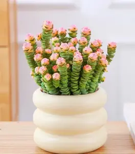 Crassula - Jade Necklace,Fully Rooted Rare Trailing Plant for Collection,A Stunning Trailing Plant with Unique Stacked Round Leaves That Resemble a Green Beaded Necklace Perfect for Hanging Baskets and Sunny Shelves