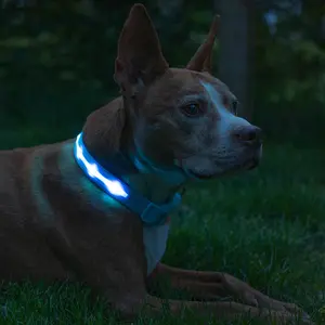 BLAZIN Brightest Light up Dog Collars - the Original LED Dog Collar with 1,000 Feet of Visibility - USB Rechargeable Waterproof Dog Collar Light - Dog Lights for Night Walking - USA Brand Blazin