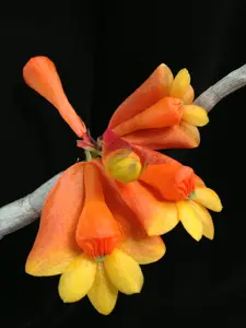 Den chrysopterum x den lawesii 'Two-tone' | BS not in bloom