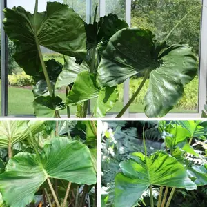 Alocasia stringray -Stingray Elephant Ear Live Plant -Alocasia - Unique Foliage -Tropical Plant -Starter live Plant ship in pot 3 to 6" tall