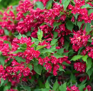 Red Weigela Flower Plants, Weigela Flower Plant in Quart Pot ,6 to 12 Inch Tall, Weigela Shrubs Weigela Flowers Live Plant, Weigela Bush Plant in Pot, Red Weigela Live Plants