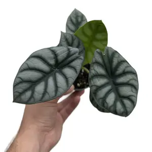 Alocasia Silver Dragon 4” – Unique Tropical Plant with Striking Silvery Leaves for a Sophisticated Green Touch in 4" Pot Ready for Indoor Elegance