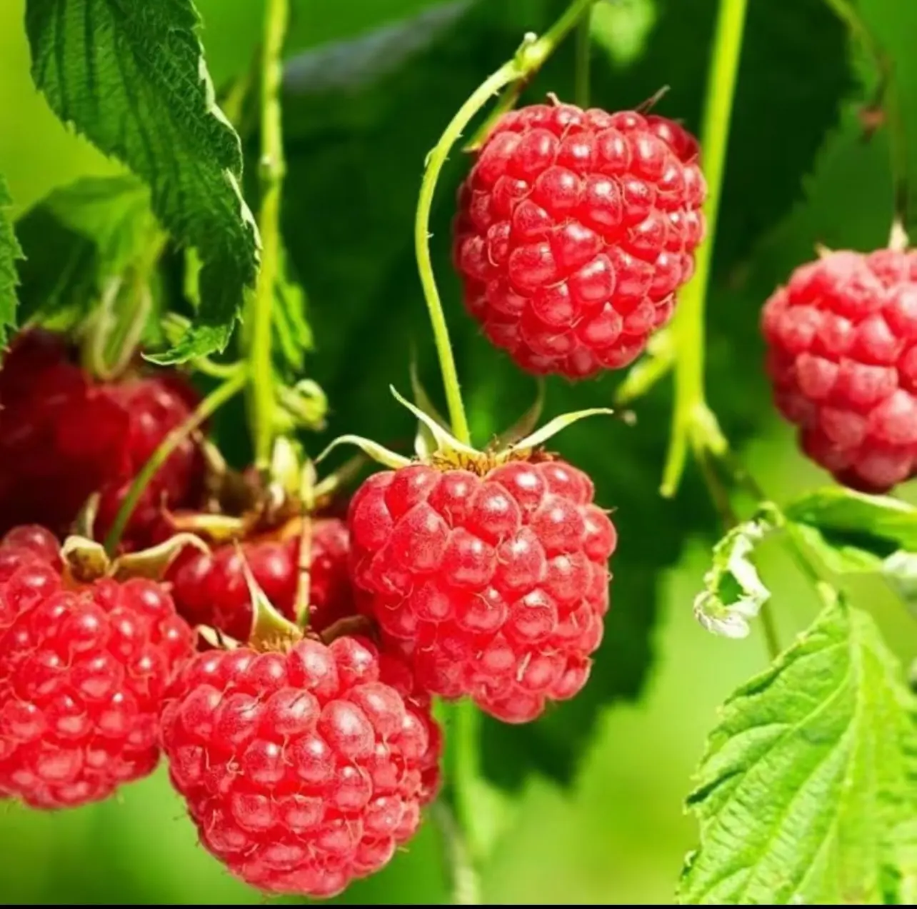 200pcs Premium Red Raspberry Seeds - Perfect for Bonsai & Garden Lovers!