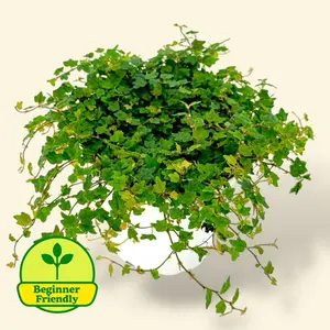 String Of Frogs 4” - Rare Easy Care Creeping House Plant