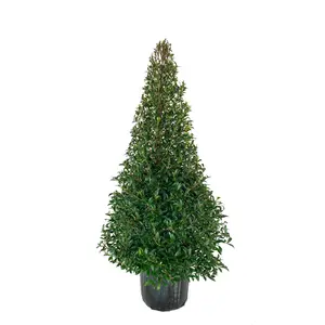 Eugenia Cone Topiary - Live Plant in a 10 Inch Pot - Eugenia Myrtifolium - Beautifully Pruned Outdoor Topiary for Patios and Outdoor Decor