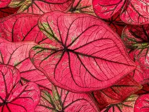 Crimson Sky Caladium Bulbs for Planting - 6 Perennial Hosta Elephant Ears Fancy Bulbs for Gardening & Container Growing - Stunning Colorful Leaves for Outdoor Spaces