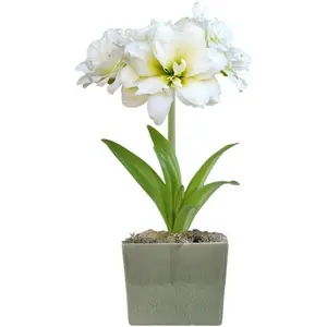 Amaryllis 'Snow Drift' Pre-Planted Bulb Indoor Gift Kit in a Seaglass Square - Double White Flowering Blooms in 4 to 8 Weeks