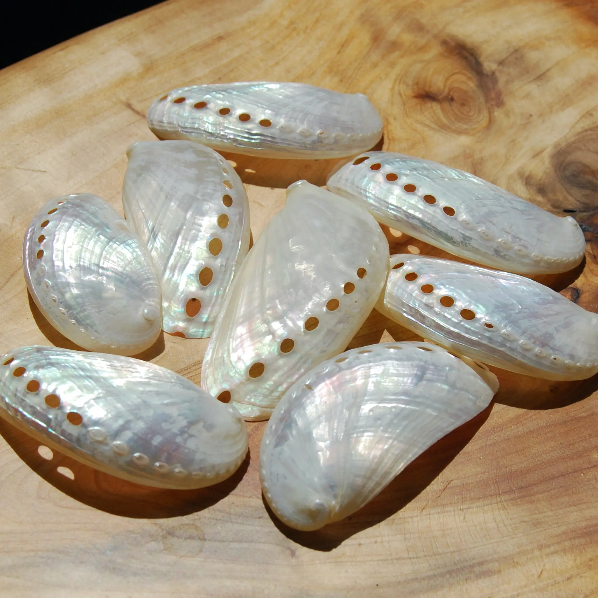 6pc Pearlized Mule Ear Abalone Shells Haliotis asinina