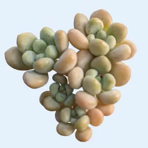 Pachyveria 'Bubble Candy'