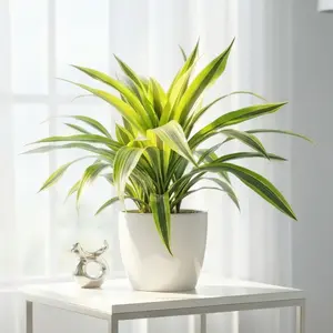 Dracaena 'Lemon Lime'