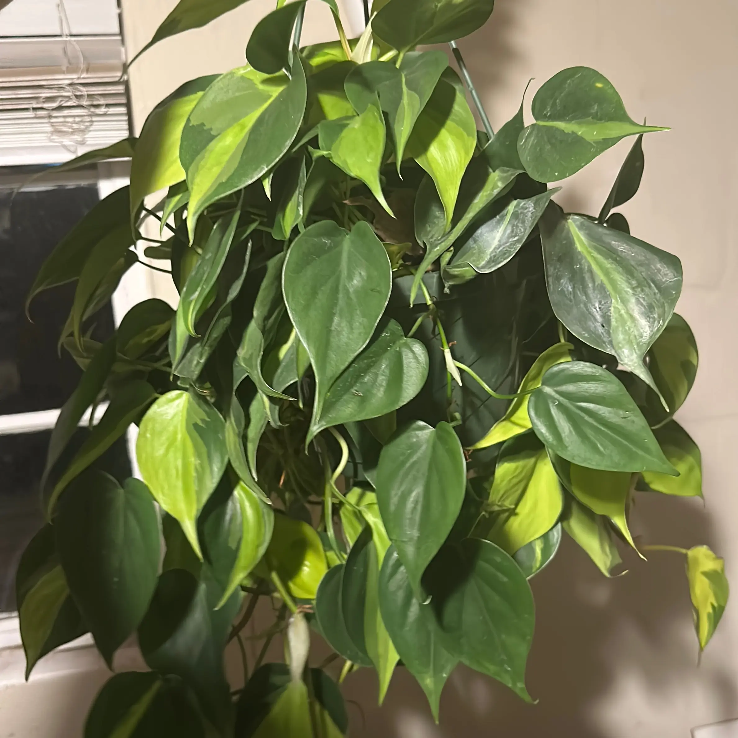 8 Philodendron Brazil, hanging basket, live plant - TikTok Shop