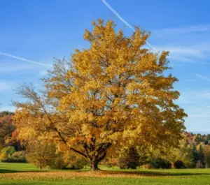 Silver Maple Tree Live Plant - 10-16" Tall  - Quart Pot - Acer saccharinum Maple - Fast Growing Shades Tree, Well-Rooted Seedling, Dormant in Winter