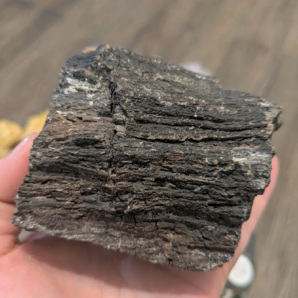 opalized wood