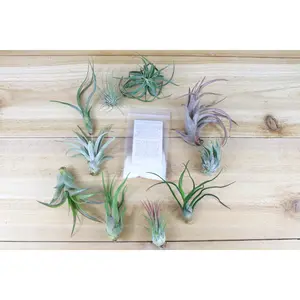 Tillandsia Air Plant Grab Bag of Small & Medium Plants & Fertilizer [10 Pack]