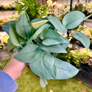 Scindapsus silver hero / Java platinum - 6” pot